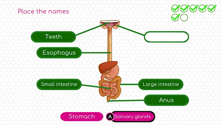 BodyQuest: Anatomy for kids screenshot 7