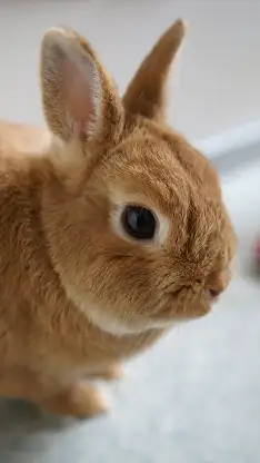 Baby Soothie screenshot 4
