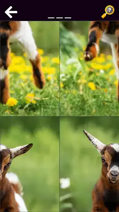 Funny Animals & Dinosaurs screenshot 1