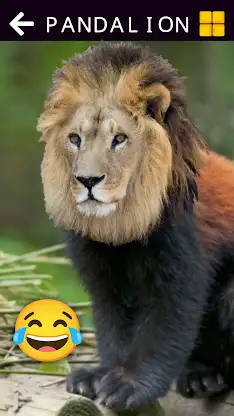 Funny Animals & Dinosaurs screenshot 6