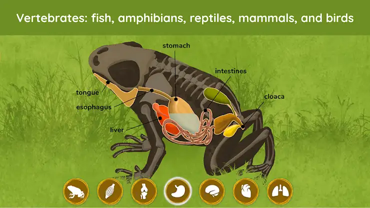 The Animals: Animal Kids Games screenshot 2