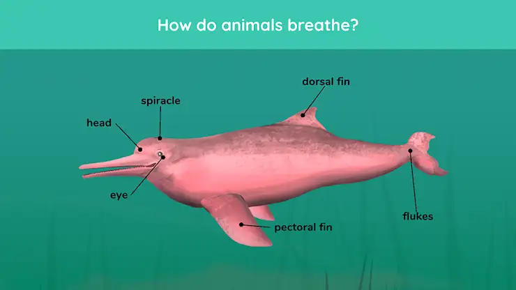 The Animals: Animal Kids Games screenshot 3