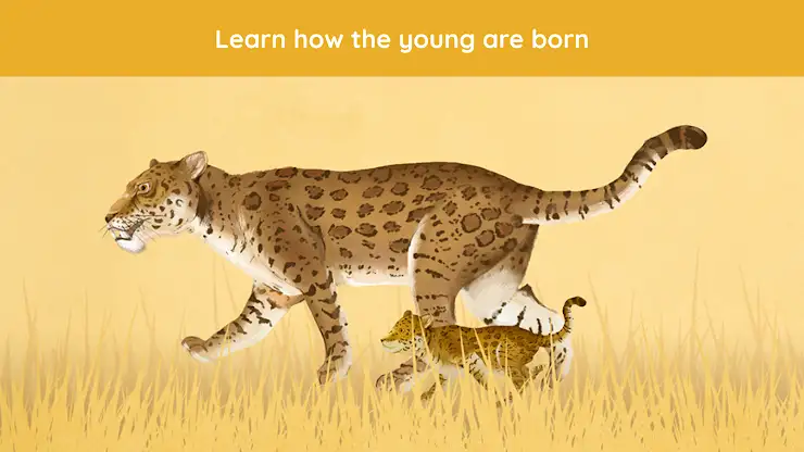 The Animals: Animal Kids Games screenshot 7