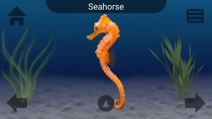 Marine Life screenshot 2