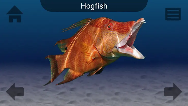Marine Life screenshot 5