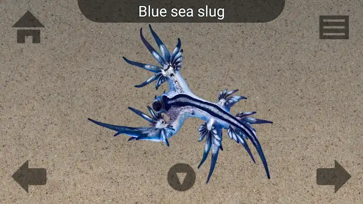 Marine Life screenshot 4