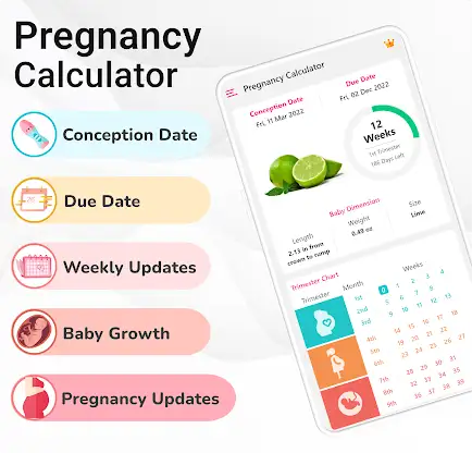 Pregnancy Calculator, Calendar screenshot 1