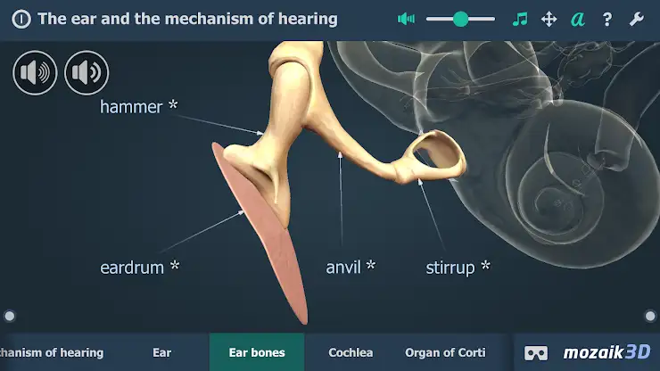 The mechanism of hearing 3D screenshot 3