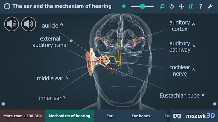 The mechanism of hearing 3D screenshot 1