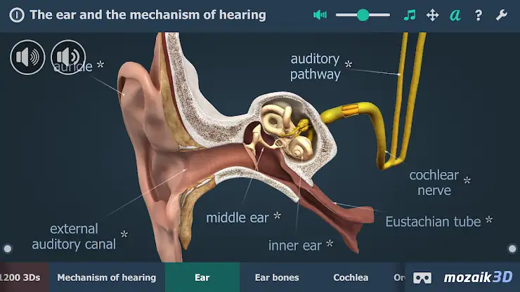 The mechanism of hearing 3D screenshot 2