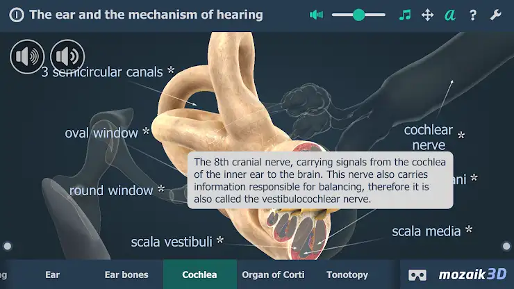 The mechanism of hearing 3D screenshot 4