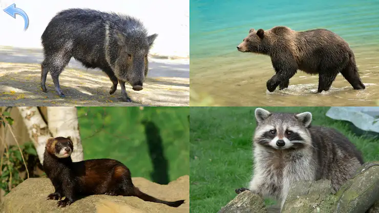 Animals for Kids screenshot 6