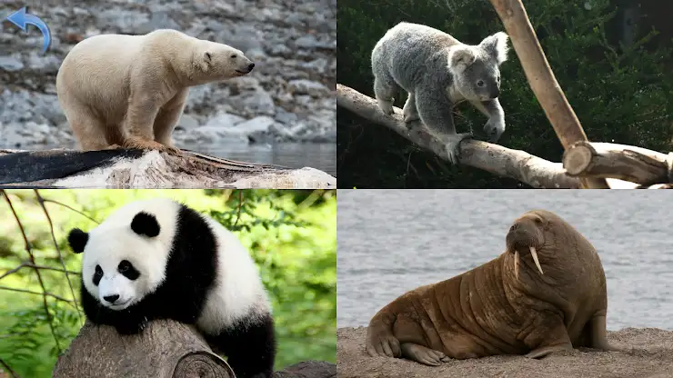 Animals for Kids screenshot 7