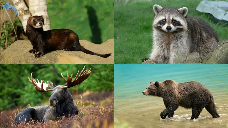 Kids Learn About Animals screenshot 6