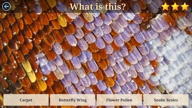 Microcosm Secrets Quiz screenshot 2