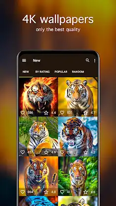 Tiger Wallpapers 4K screenshot 2